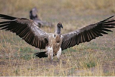 Steam多人合作新游《奇妙大作战》火热发售！是兄弟就来砍杀吧！ 