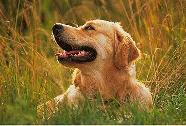 《守望先锋2》艺术图再陷AI制作争议 暴雪坚决否认