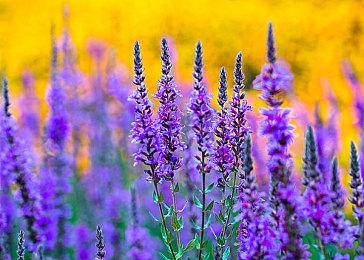 要来了！《堕落之主2》确认将在科隆游戏展开幕夜揭晓